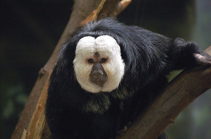 Khỉ Saki sống gần như hoàn toàn trên cây cao cách mặt đất khoảng 15m - 20m và hiếm khi xuống đất. Ảnh: wikimedia.