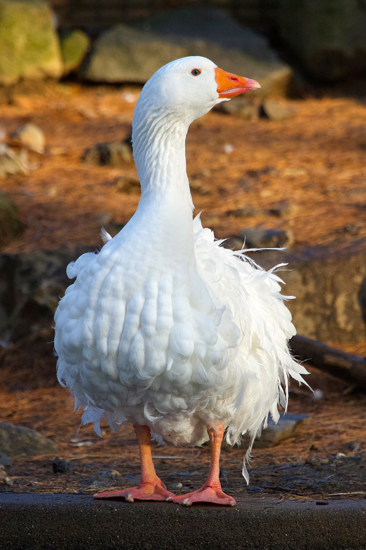 Trung bình một con ngỗng lông xoăn cái có thể đẻ được từ 25 đến 35 quả trứng mỗi năm. Ảnh: beardsleyzoo.