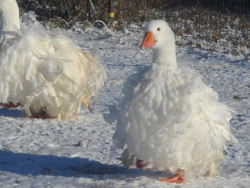Ngỗng lông xoăn có tên khoa học là Sebastopol Goose. Đây là giống ngỗng có kích thước trung bình và rất dễ nhận biết bởi bộ lông màu trắng xoăn tít. Ảnh: vuonchimviet.