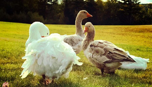 Trọng lượng trung bình của loài ngỗng lông xoăn từ 4,5kg - 6kg. Ảnh: amazonaws.