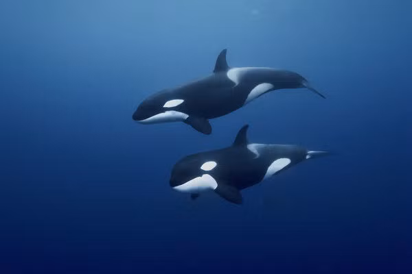 Cá hổ kình có tổ chức xã hội cao, một số theo chế độ mẫu hệ, bền vững hơn bất kì loài thú nào khác. Ảnh: natureplprints.