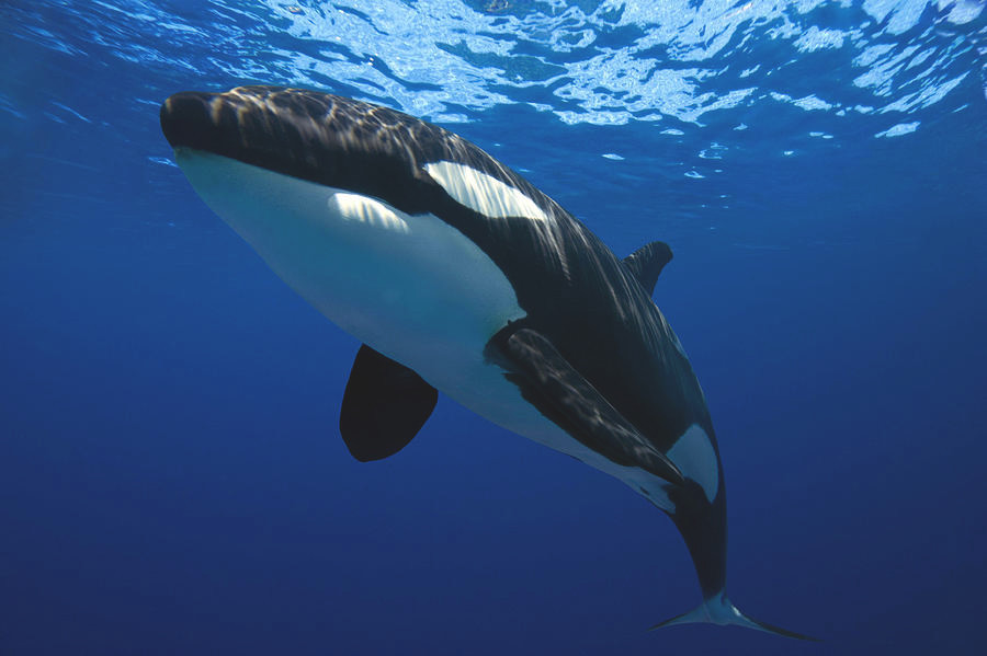 Cá hổ kình là loài lớn nhất thuộc Phân Bộ Cá Voi. Tuy vậy, loài cá này lại rất linh hoạt, nhanh nhẹn và là một loài động vật ăn thịt cơ hội. Ảnh: fineartamerica.