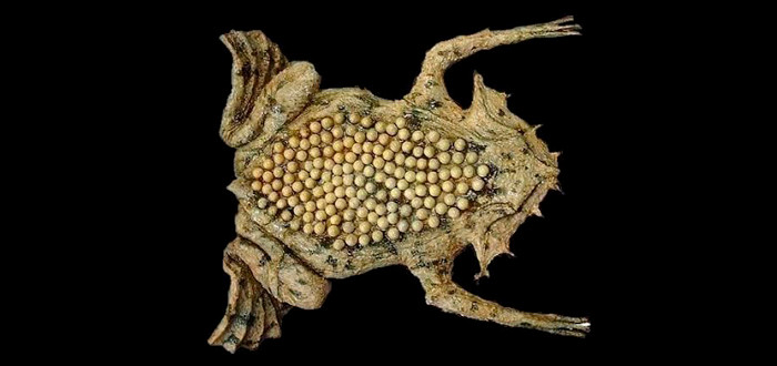 Cóc Surinam đực và cái giao phối trong suốt hơn 12 tiếng đồng hồ. Mỗi lần giao phối, cóc cái có thể đẻ từ 60-100 trứng. Ảnh: supercurioso.