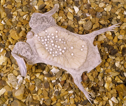 Ở cóc Surinam, trứng sẽ nở ra trực tiếp những cá thể có đầy đủ bộ phận chân tay, chứ không chỉ là nòng nọc như những loài cóc khác. Ảnh: xahoi.