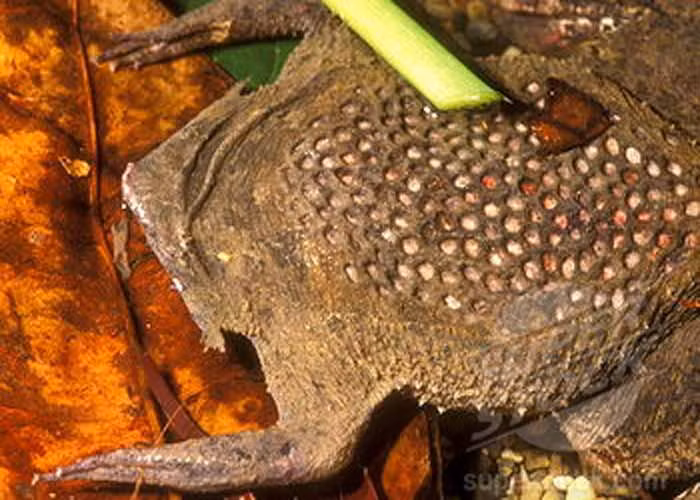 Việc này giúp bảo vệ sự phát triển của trứng trong vòng 4 tháng cho đến khi trứng nở. Ảnh: pinimg.