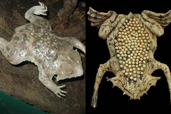  Da của cóc Surinam cái sau đó sẽ tự động mọc lại để che đi các lỗ giống tổ ong đó. Ảnh: vietbao.