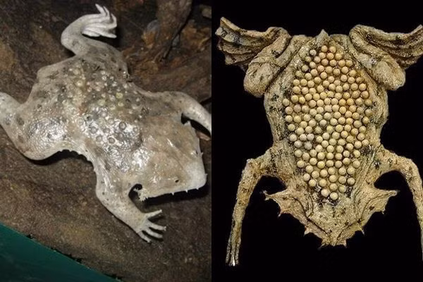  Da của cóc Surinam cái sau đó sẽ tự động mọc lại để che đi các lỗ giống tổ ong đó. Ảnh: vietbao.