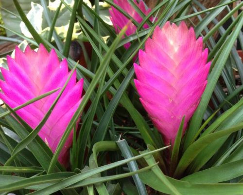  Cây quạt ba tiêu có tên khoa học là Tillandsia cyanea, thuộc họ cây không khí, có nguồn gốc từ Ecuador. Ảnh: nongnghieppho.