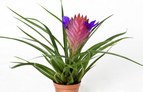 Cây quạt ba tiêu có hình dáng rất đặc biệt: cụm lá bắc có màu hồng mọc xếp chặt hình tháp, giữa cụm lá đó mọc lên một bông hoa nhỏ màu tím như chiếc nơ. Ảnh: nongnghieppho.