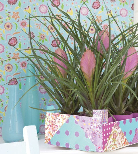 Cây quạt ba tiêu cần được trồng ở nơi thoáng khí, chỉ tưới nước mỗi tuần một lần hoặc thậm chí một lần trong 10 ngày. Ảnh: batdongsan.