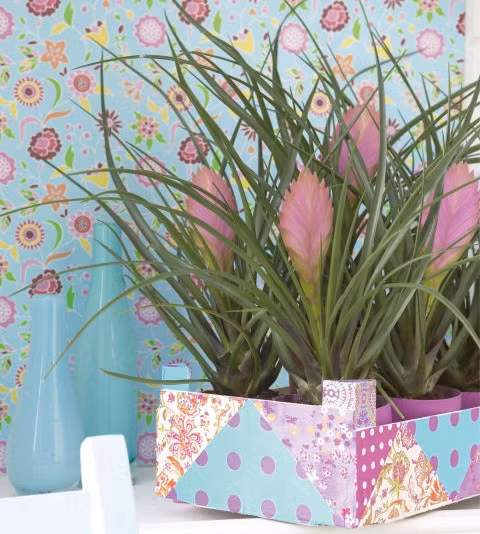 Cây quạt ba tiêu cần được trồng ở nơi thoáng khí, chỉ tưới nước mỗi tuần một lần hoặc thậm chí một lần trong 10 ngày. Ảnh: batdongsan.