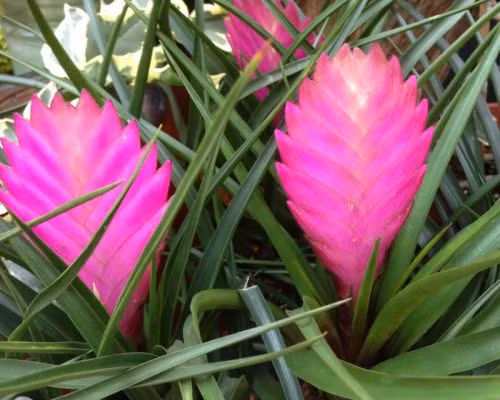  Cây quạt ba tiêu có tên khoa học là Tillandsia cyanea, thuộc họ cây không khí, có nguồn gốc từ Ecuador. Ảnh: nongnghieppho.