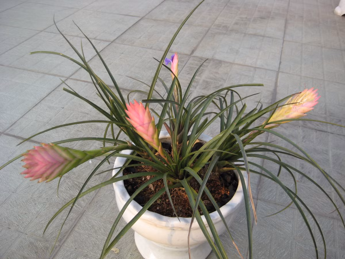 Khi trổ hoa, cây quạt ba tiêu không nở rộ mà nở lần lượt từng hoa, khi hoa này tàn thì hoa khác mới bắt đầu nở. Ảnh: blogspot.