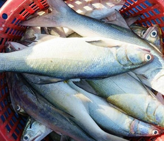 Ngoài chất lượng thịt vào hàng “cực phẩm”, một giá trị khác của cá nhụ chính là cái bong bóng rất quý. Ảnh: hstatic.