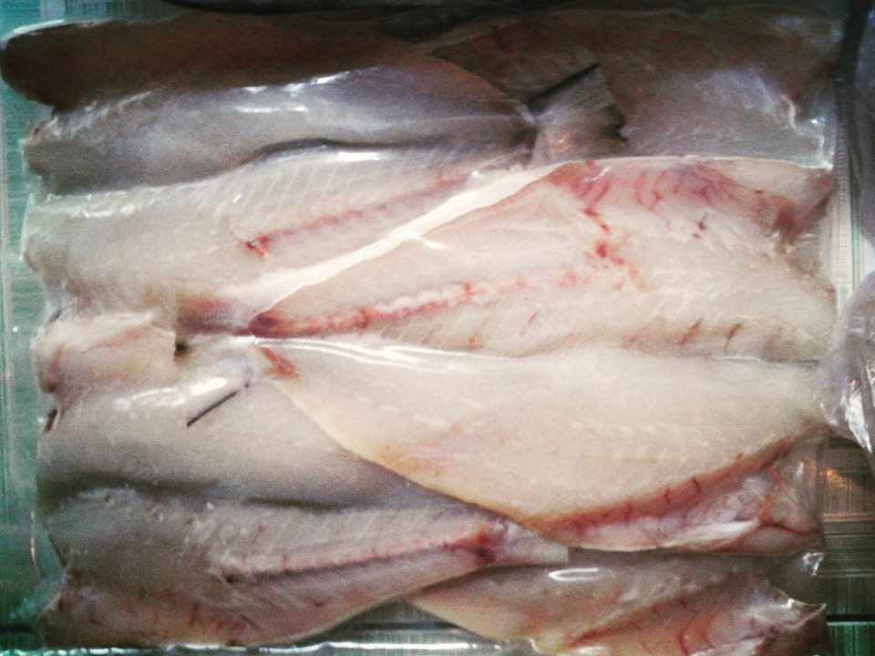 Cá nhụ có thể sống trong cả môi trường nước lợ lẫn nước mặn. Ảnh: blogspot.