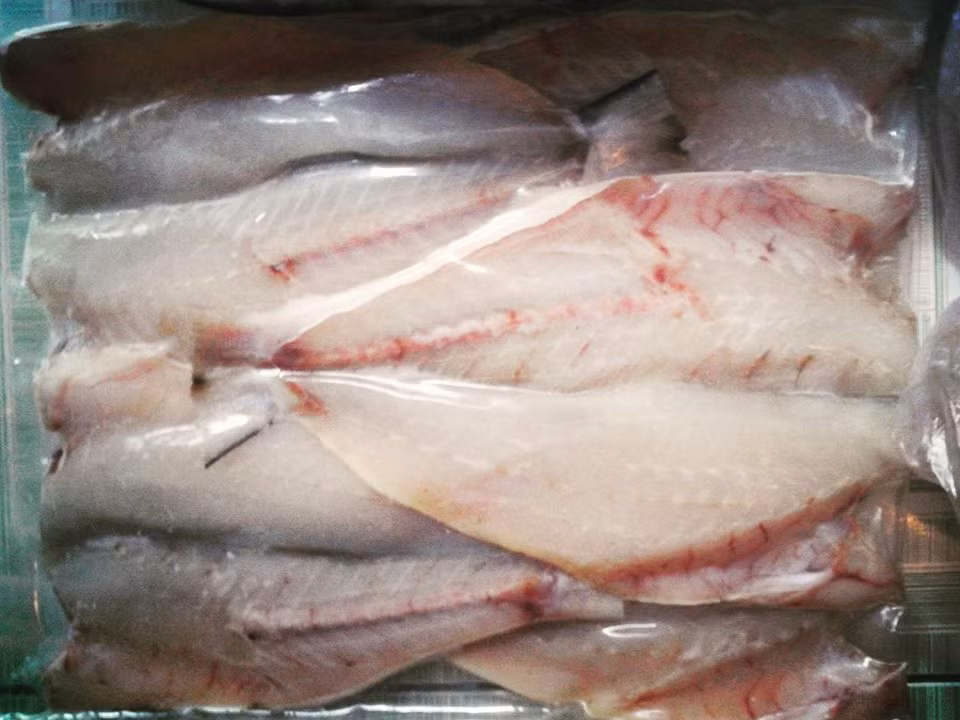 Cá nhụ có thể sống trong cả môi trường nước lợ lẫn nước mặn. Ảnh: blogspot.