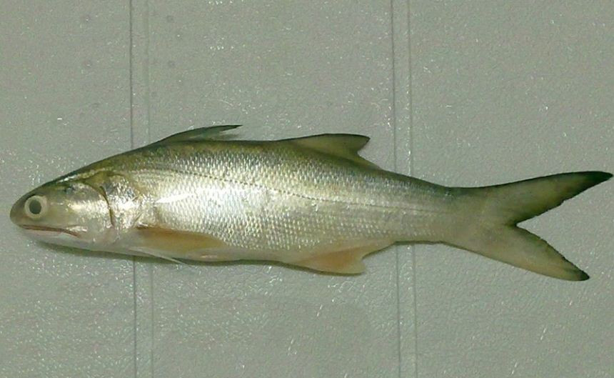 Là 1 trong bốn loại cá đứng đầu bảng (Chim, thu, nhụ, đé), thịt cá nhụ dai, ngọt, thơm, xương mềm và nhiều chất dinh dưỡng. Ảnh: tepbac.