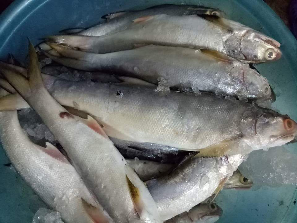 Cá nhụ là loài lưỡng tính, ban đầu là cá đực sau đó chuyển sang tính cái khi đạt kích cỡ và độ tuổi lớn hơn. Ảnh: facebook.