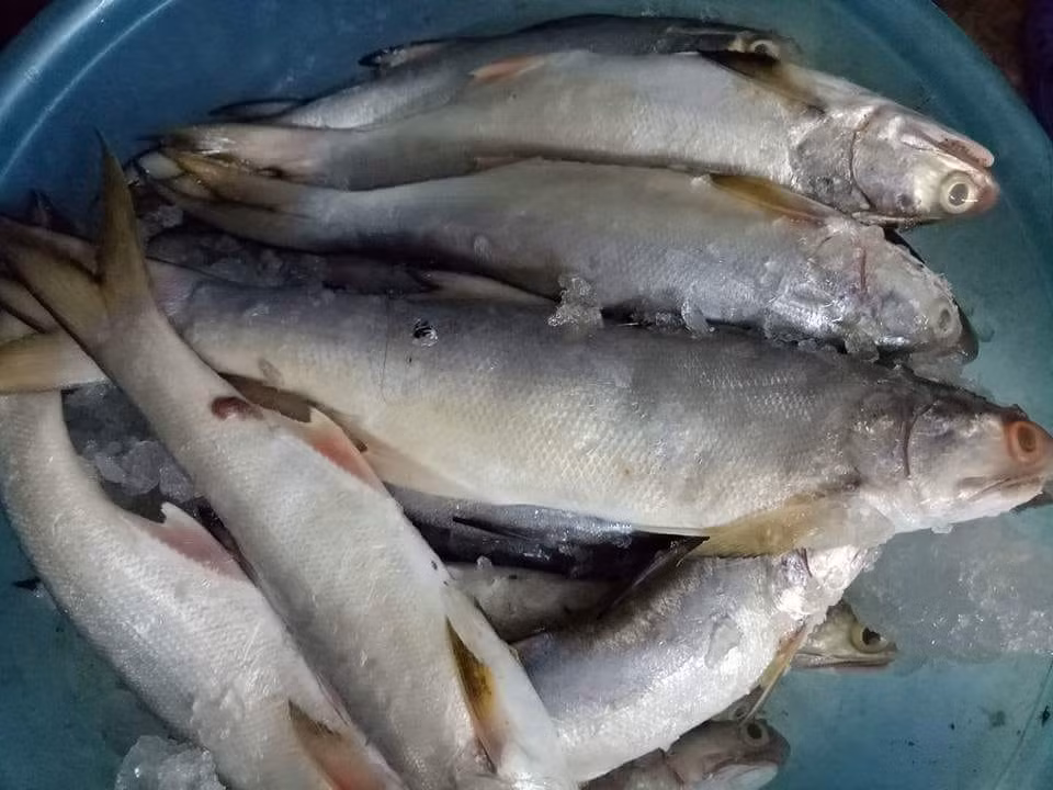 Cá nhụ là loài lưỡng tính, ban đầu là cá đực sau đó chuyển sang tính cái khi đạt kích cỡ và độ tuổi lớn hơn. Ảnh: facebook.