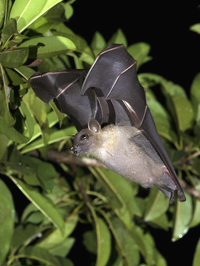  Dơi chó tai ngắn có thể bay khoảng 97km - 113km trong mỗi đêm để kiếm ăn. Ảnh: researchgate.