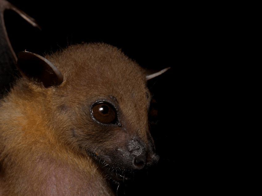 Trên thế giới, dơi chó tai ngắn phân bố ở Sri Lanka, Đông Dương, Philippin, Indonesia. Ở Việt Nam, chúng được tìm thấy ở Lào Cai, Hòa Bình, Hà Nội. Ảnh: ecologyasia.