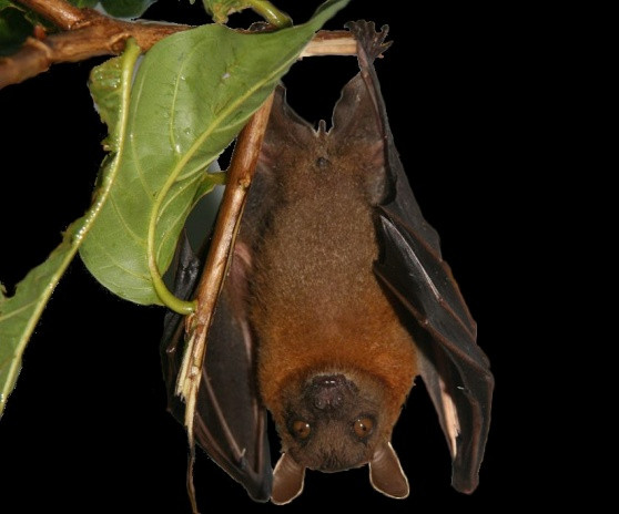 Dơi chó tai ngắn có bộ lông màu xám nhạt hay nâu. Lông ở các phần: vai, cổ và hông của con trưởng thành màu da cam hoặc vàng tươi. Ảnh: takou.