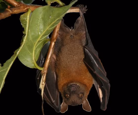 Dơi chó tai ngắn có bộ lông màu xám nhạt hay nâu. Lông ở các phần: vai, cổ và hông của con trưởng thành màu da cam hoặc vàng tươi. Ảnh: takou.