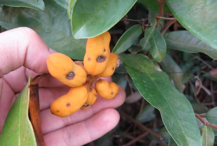 Ở Việt Nam, cây dủ dẻ phân bố ở vùng đồng bằng gần biển lên tới vùng núi Quảng Trị, Khánh Hoà, Ninh Thuận, Gia Lai, Đắc Lắc, Lâm Đồng và Đồng Nai. Ảnh: monngonbinhdinh.