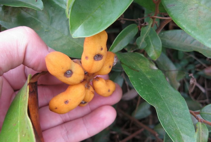 Ở Việt Nam, cây dủ dẻ phân bố ở vùng đồng bằng gần biển lên tới vùng núi Quảng Trị, Khánh Hoà, Ninh Thuận, Gia Lai, Đắc Lắc, Lâm Đồng và Đồng Nai. Ảnh: monngonbinhdinh.