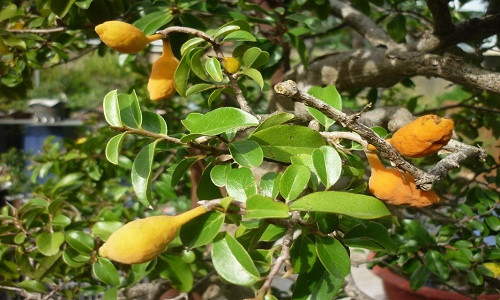 Quả dủ dẻ mọc thành từng chùm từ 3 - 8 quả với kích thước chỉ to hơn đầu ngón tay người lớn một chút. Ảnh: postimg.