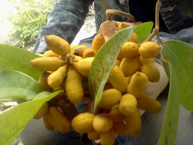 Quả dủ dẻ khi non có màu xám nhạt và lúc chín thì màu vàng, thịt mỏng và có vị ngọt thanh. Ảnh: amthuc365.