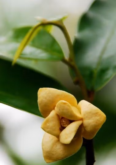 Đặc biệt, hoa dủ dẻ được dân gian coi là một vị thuốc tự nhiên, có tác dụng trị đau dạ dày, trướng bụng, đau bụng. Ảnh: blogspot.