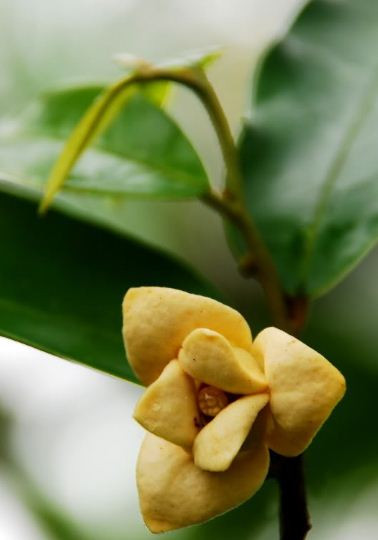 Đặc biệt, hoa dủ dẻ được dân gian coi là một vị thuốc tự nhiên, có tác dụng trị đau dạ dày, trướng bụng, đau bụng. Ảnh: blogspot.