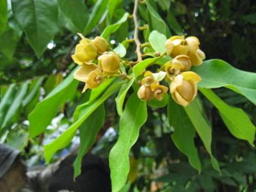 Trên thế giới, cây dủ dẻ còn có ở Lào, Campuchia, Thái Lan, Malaysia, Indonesia. Ảnh: blogspot.