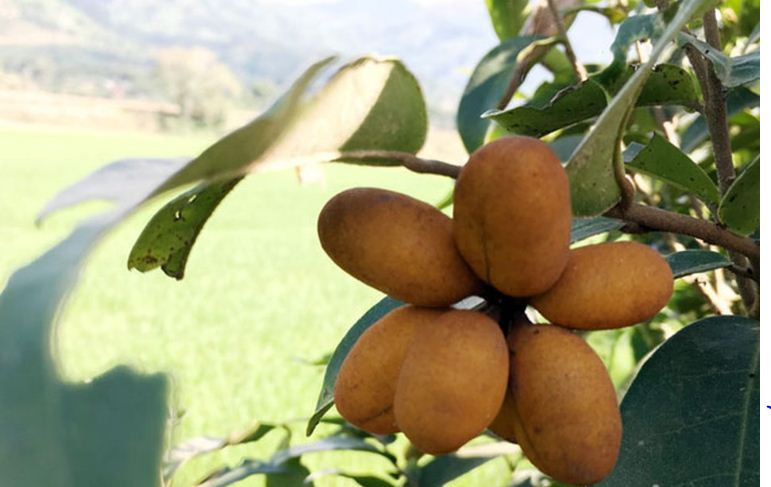 Cây dủ dẻ ra hoa từ tháng 5 - 6. Ảnh: blogspot.