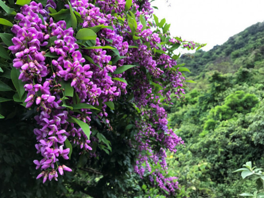 Cây thàn mát phân bổ chủ yếu ở rừng mưa nhiệt đới và rừng mưa nhiệt đới gió mùa, có độ dày tầng đất sâu. Ảnh: phunuvietnam.