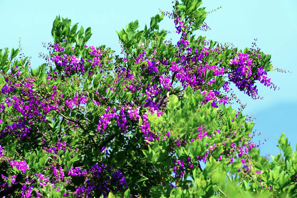 Ở Việt Nam, cây thàn mát chủ yếu được trồng làm cây đường phố. Ảnh: tronghoa.