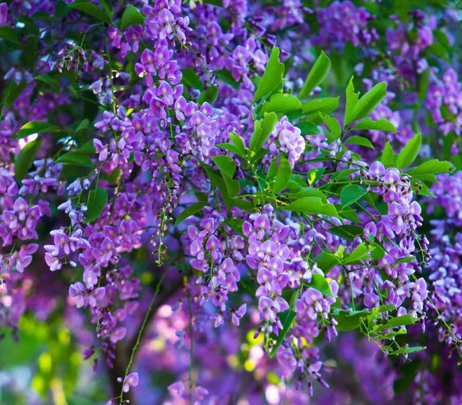 Đặc biệt, hạt của cây thàn mát có giã nhỏ, pha thêm với nước để chế thuốc trừ sâu thảo mộc, hoặc thể tán nhỏ trộn với tro bếp rải xuống sông suối, ao hồ để duốc cá. Ảnh: tronghoa.