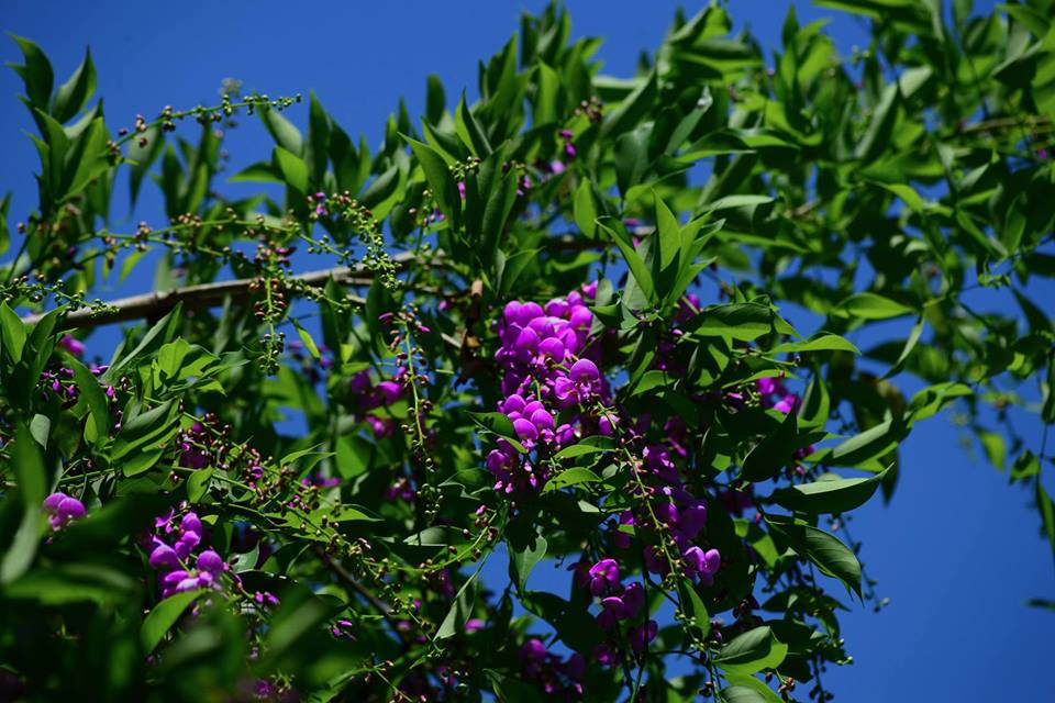 Cây thàn mát là cây gỗ nhỏ cao từ 6m - 10m, tán dày, rụng lá theo mùa, lá kép lông chim, hoa màu tím mọc thành chùm ở nách lá, quả dạng quả đậu. Ảnh: songmoi.