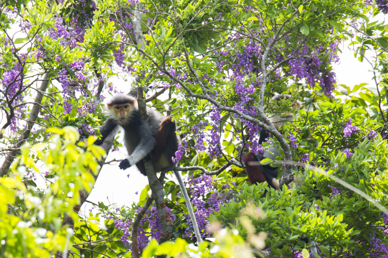 Hoa thàn mát là món ăn yêu thích của loài voọc chà vá chân nâu. Ảnh: baogiaothong.