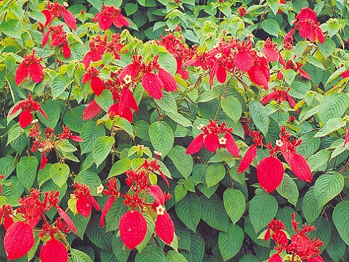 Những chùm lá màu đỏ – chính là lá bắc của cây–xuất hiện trước khi có hoa khiến nhiều người tưởng là hoa của cây. Ảnh: blogcaycanh.