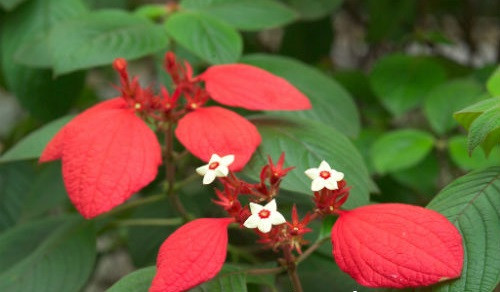 Cây bướm đỏ có thân dạng bụi, lá hình bầu dục thuôn, hoa thường có màu vàng; kem hoặc hoa trắng, dáng hình như một ngôi sao năm cánh nhỏ, mọc ở đầu cành, quả mọng màu đen với nhiều hạt nhỏ. Ảnh: tronghoa.