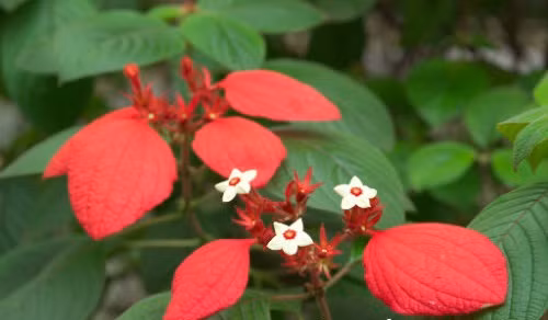 Cây bướm đỏ có thân dạng bụi, lá hình bầu dục thuôn, hoa thường có màu vàng; kem hoặc hoa trắng, dáng hình như một ngôi sao năm cánh nhỏ, mọc ở đầu cành, quả mọng màu đen với nhiều hạt nhỏ. Ảnh: tronghoa.