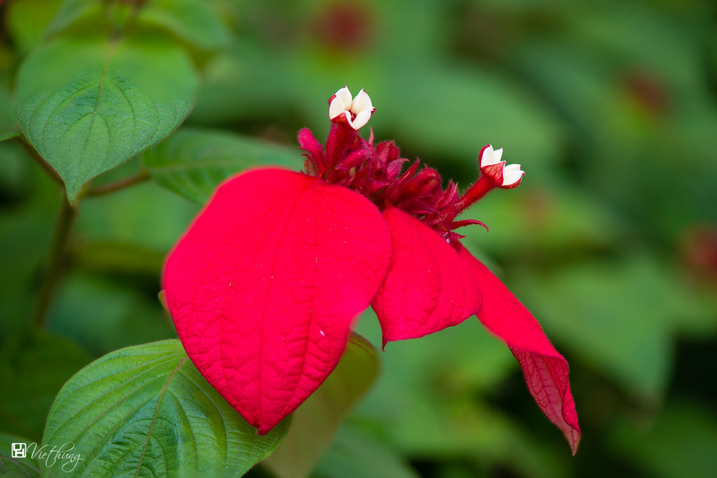 Cây bướm đỏ thường được trồng tạo cảnh quan trang trí sân vườn nhà phố biệt thự, trồng cụm hoặc trồng vào chậu, trồng tạo viền hoa đẹp trong cảnh quan xanh của các công ty, xí nghiệp. Ảnh: staticflickr.