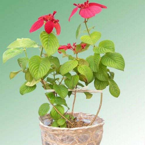 Cây bướm đỏ không chỉ có tác dụng tạo vẻ đẹp cho cảnh quan, làm đẹp không gian sân vườn mà nó còn có tác dụng thanh lọc không khí. Ảnh: blogcaycanh.