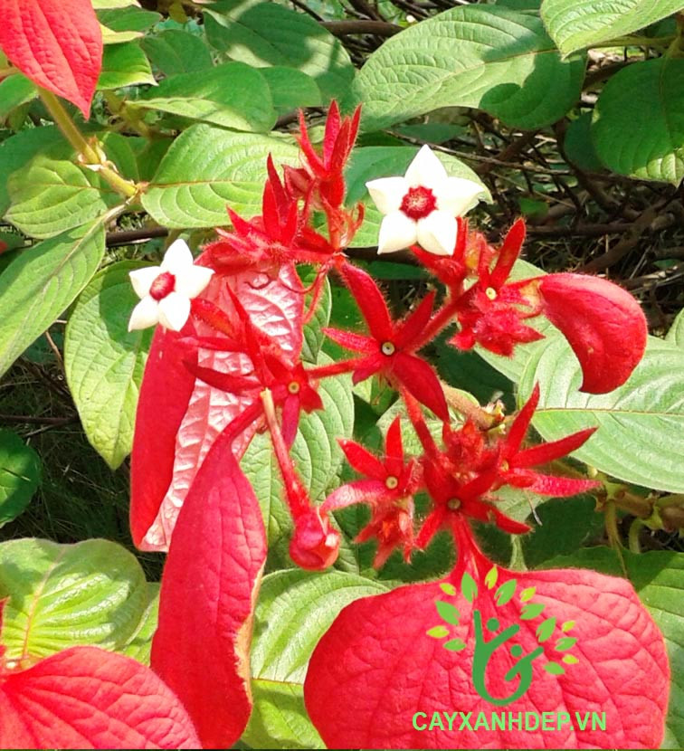 Nếu được trồng trong tự nhiên, cây bướm đỏ đẹp có thể đạt chiều cao lên tới 7m. Ảnh: cayxanhdep.