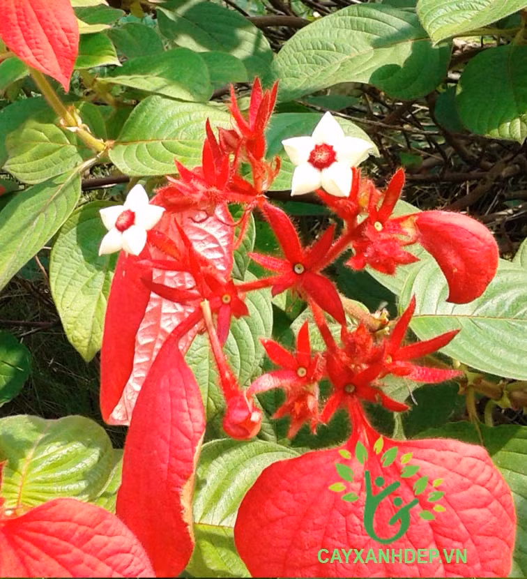 Nếu được trồng trong tự nhiên, cây bướm đỏ đẹp có thể đạt chiều cao lên tới 7m. Ảnh: cayxanhdep.