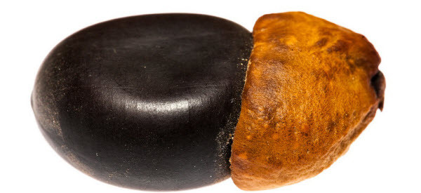 Cây gõ đỏ là cây ưa sáng, có tốc độ sinh trưởng chậm, tái sinh bằng hạt mạnh mẽ. Ảnh: ydvn.