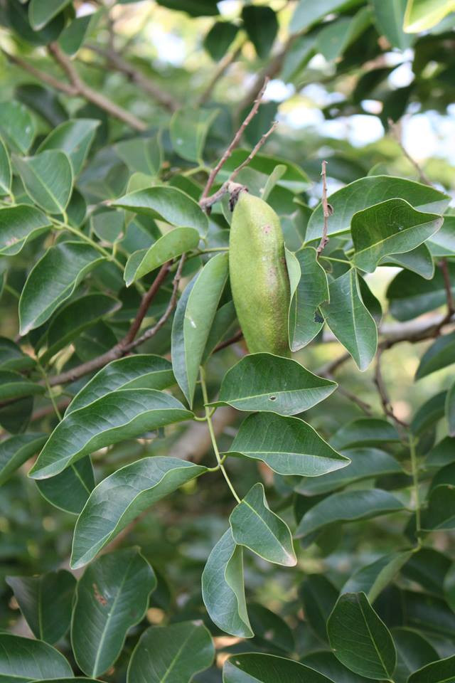 Cây gõ đỏ cho gỗ quý, được sử dụng để tạo các vật gia dụng như bàn ghế, tủ kệ, giường phảng, các tác phẩm điêu khắc,...Ảnh: botanyvn.