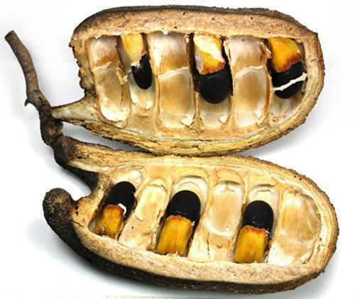 Ngoài ra, cây gõ đỏ còn được trồng thành rừng để cải tạo đất. Ảnh: google.